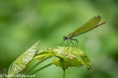 Green Damselfly on Leaf Side View