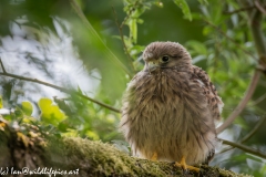 Young Kestrel Chick on Branch Front View