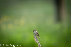 Sedge Warbler on Reed Front View