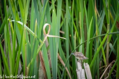 Sedge Warbler on Reed with Damselfly in Beak Side View