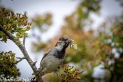 House Sparrow on Branch with Damselflies in Beak Front View