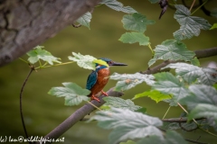 Male Kingfisher on Branch Side View