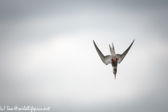 Tern in a Dive