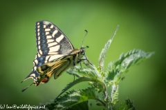 Swallowtail Butterfly on Nettles Side View