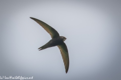 Swift in Flight Under View