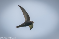 Swift in Flight Under View