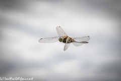 Dragonfly in Flight Side View