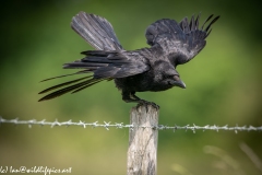 Carrion Crow on Wooden Fence Post Wings out Side View