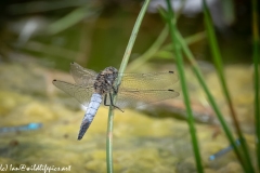 Dragonfly Back View