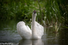 Mute Swan on River Front View