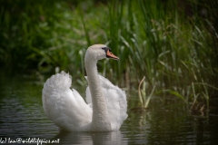 Mute Swan on River Front View