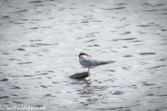 Common Tern Standing on Branch out of Water Side View