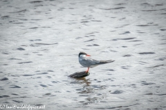 Common Tern Standing on Branch out of Water Side View