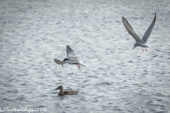 Common Terns One  with Fish in Flight Side View