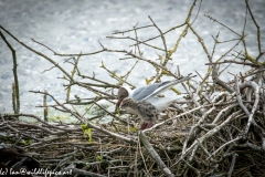 Black Headed Gull & Chicks on Nest