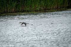 Great Crested Grebe with Fish Running on Water Side View