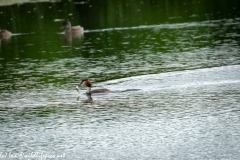 Great Crested Grebe with Fish on Water Side View