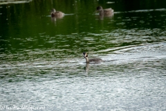 Great Crested Grebe with Fish on Water Side View