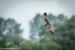 Male Marsh Harrier in Flight Side View