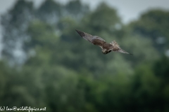 Male Marsh Harrier in Flight Front View