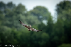 Male Marsh Harrier in Flight Front View