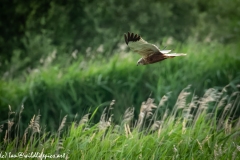 Male Marsh Harrier in Flight Side View