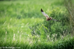 Male Marsh Harrier in Flight Back View