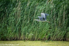 Grey Herron in Flight Side View