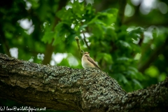 Spotted Flycatcher on Branch Side View