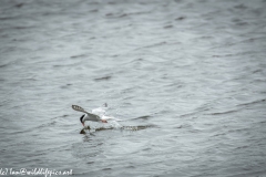 Common Terns in Flight Diving Side View