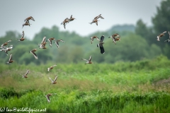 Black-tailed Godwit, Lapwig & Gulls in Flight