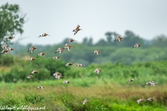 Black-tailed Godwit, Lapwig & Gulls in Flight