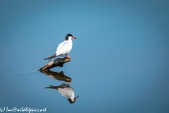 Common Tern Standing on Branch out of Water Back View