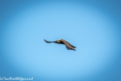 Juvenile Marsh Harrier in Flight Side View