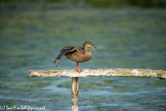 Female Mallard on Post Rail in Water Lifting Leg Side View