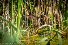 Water Rail in Reads Side View