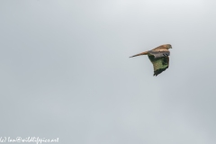 Red Kite in Flight Side View