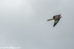 Red Kite in Flight Side View