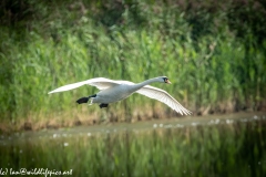 Mute Swan Flying Over Lake Side View