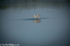 Grey Herron in Lake with Fish Side View