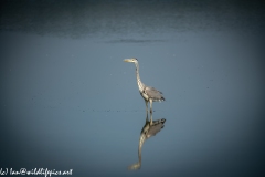 Grey Herron in Lake Side View