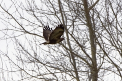 Buzzard in Flight