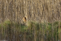 Hare