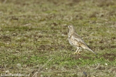 Mistle Thrush