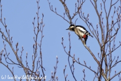 Great Spotted Woodpecker