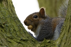 Squirrel Eating a Nut