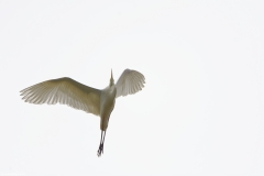 Great White Egret in Flight