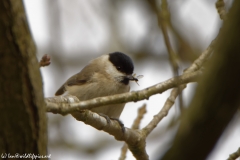 Marsh Tit