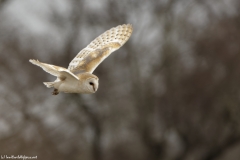 Barn Owl in Flight