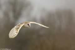 Barn Owl in Flight